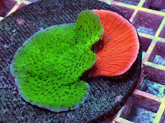 画像2: No.1 ウスコモンサンゴ 二色 (2)