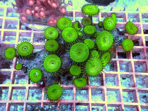 画像1: No.2  ボタンポリプ メタリックグリーン (1)