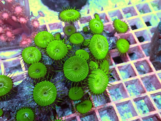 画像2: No.2  ボタンポリプ メタリックグリーン (2)