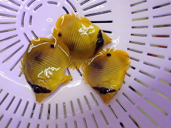 画像1: No.1 ゴールデンバタフライ Sサイズ 一匹 (1)