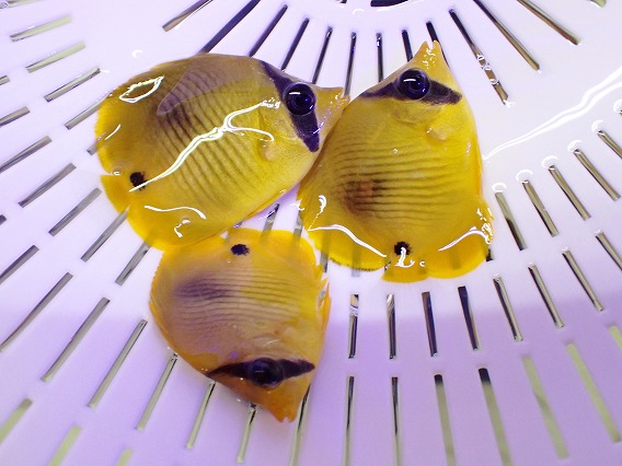 画像2: No.1 ゴールデンバタフライ Sサイズ 一匹 (2)