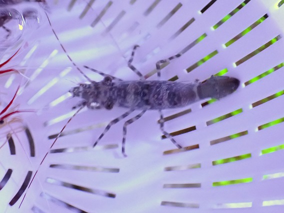 画像1: No.1 グリーンサロンシュリンプ 一匹 (1)