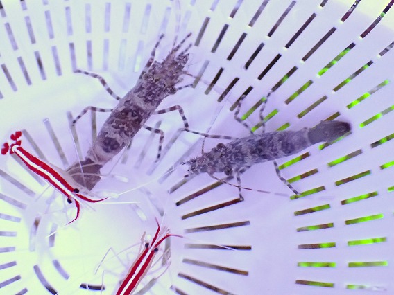 画像2: No.1 グリーンサロンシュリンプ 一匹 (2)