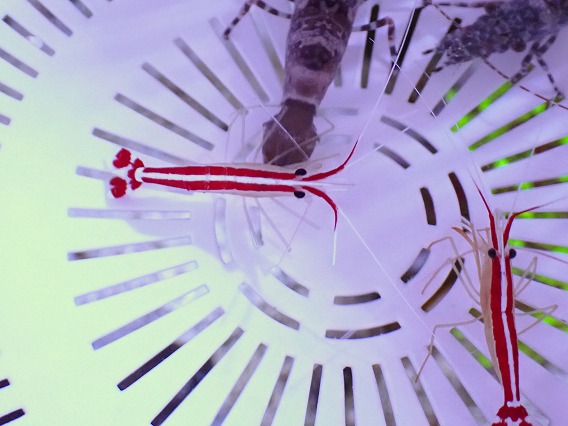 画像1: No.1 スカンクシュリンプ Sサイズ 一匹 (1)