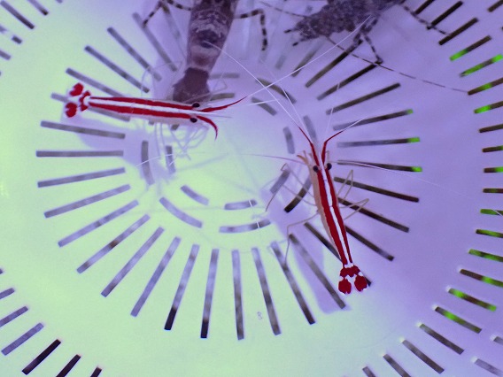 画像2: No.1 スカンクシュリンプ Sサイズ 一匹 (2)