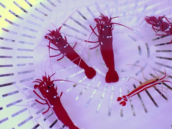 画像1: No.1 ホワイトソックス Mサイズ 一匹 (1)