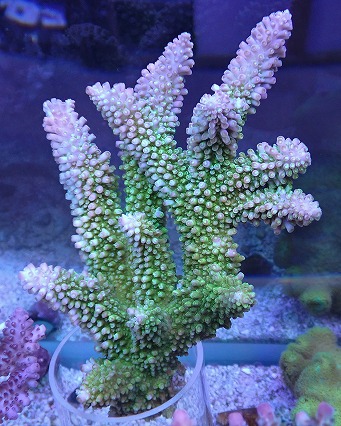 画像1: No.3 オーストラリア産ヤスリミドリイシ (1)