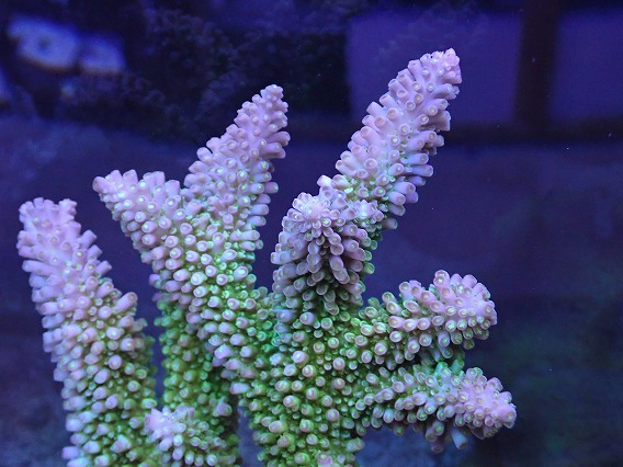 画像2: No.3 オーストラリア産ヤスリミドリイシ (2)