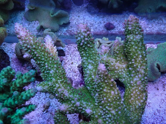 画像2: No.4 オーストラリア産ヤスリミドリイシ (2)