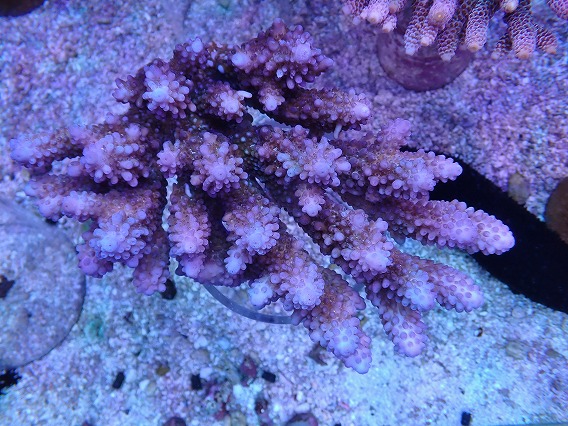 画像1: No.5 オーストラリア産オヤユビ Blue Gem / Acropora gemifera (1)
