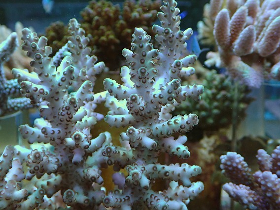 画像2: No.6 オーストラリア産ロリペス (2)