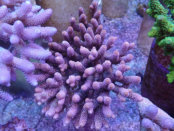 画像1: No.8 オーストラリア産ハイマツ (1)