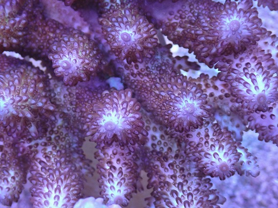 画像2: No.9 オーストラリア産オヤユビ Blue Gem / Acropora gemifera (2)