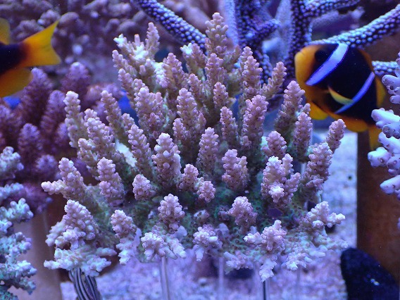 画像1: No.10 オーストラリア産ドラゴンフルーツ  【珍しい、レアな個体♪】 (1)