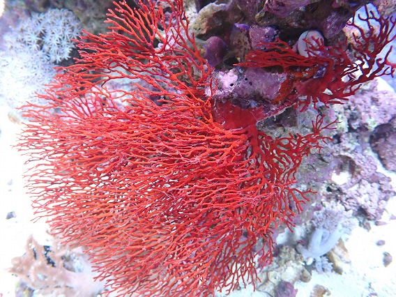 画像1: No.1 オーストラリア産イソバナ XXLサイズ  【迫力ある大きめサイズ!】 (1)