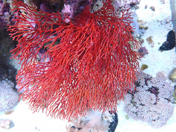 画像2: No.1 オーストラリア産イソバナ XXLサイズ  【迫力ある大きめサイズ!】 (2)