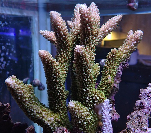 画像1: No.11 オーストラリア産ヤスリミドリイシ (1)