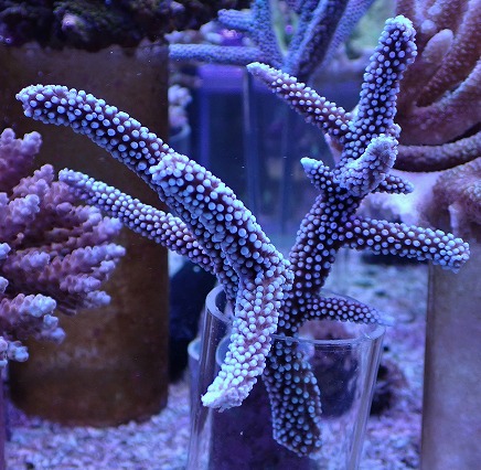 画像1: No.12 オーストラリア産スギノキミドリイシ (1)