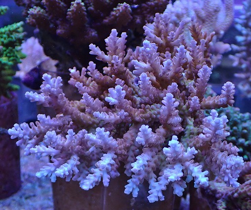 画像1: No.13 オーストラリア産チェリーブロッサム  【珍しい、レアな個体♪】 (1)