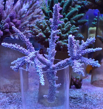 画像1: No.14 オーストラリア産ヤセミドリイシ (1)