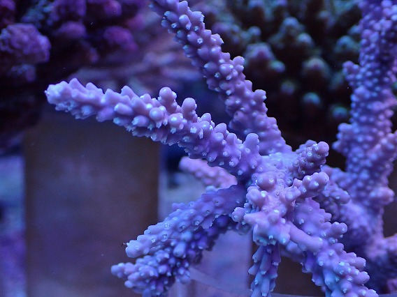 画像2: No.14 オーストラリア産ヤセミドリイシ (2)