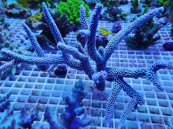 画像1: No.15 オーストラリア産スギノキミドリイシ  【迫力ある大きめサイズ!】 (1)