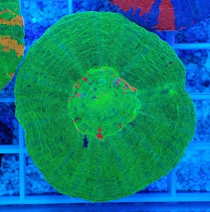 画像1: No.6 オーストラリア産 スコリミア グリーン (1)