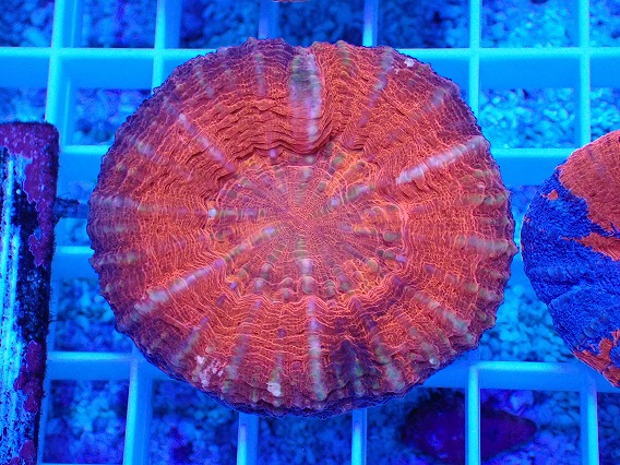 画像1: No.7 オーストラリア産 スコリミア レッド (1)