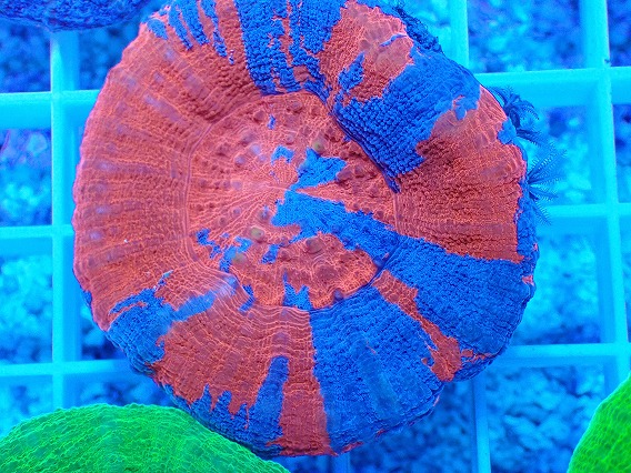 画像2: No.8 オーストラリア産 スコリミア superman スーパーマン  【入荷個数が少ないです!】 (2)