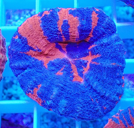 画像1: No.9 オーストラリア産 スコリミア superman スーパーマン  【入荷個数が少ないです!】 (1)