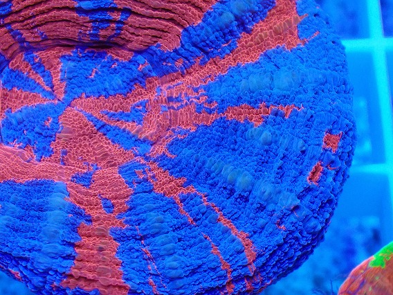 画像2: No.10 オーストラリア産 スコリミア superman スーパーマン  【入荷個数が少ないです!】 (2)