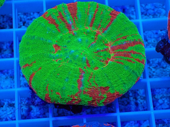 画像1: No.11 オーストラリア産 スコリミア Bleeding Apple (1)