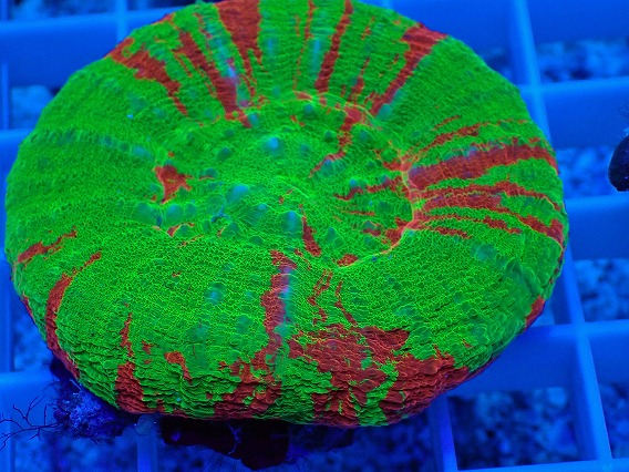 画像2: No.11 オーストラリア産 スコリミア Bleeding Apple (2)