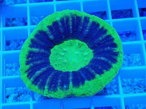 画像1: No.12 オーストラリア産 スコリミア UFO (1)