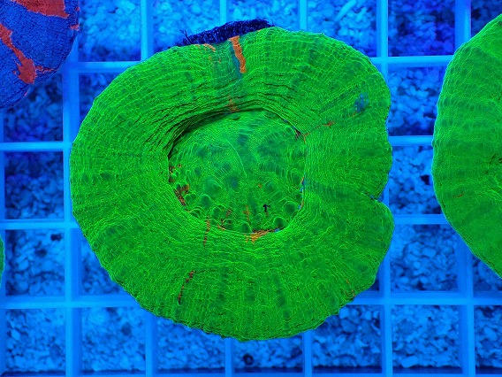 画像1: No.13 オーストラリア産 スコリミア グリーン (1)