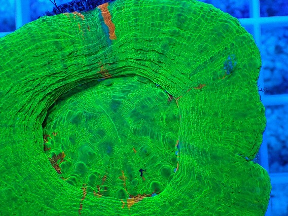 画像2: No.13 オーストラリア産 スコリミア グリーン (2)