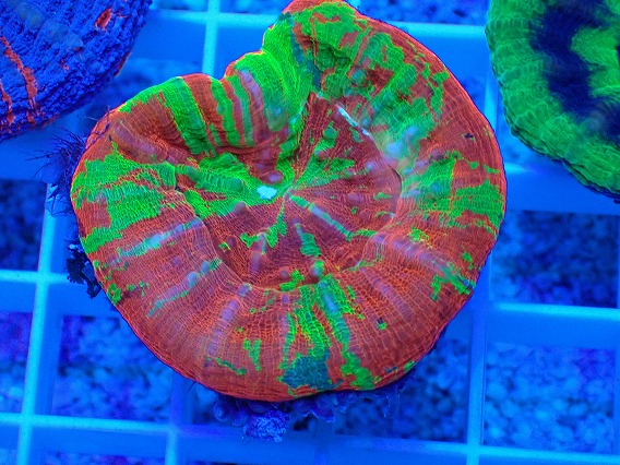 画像1: No.14 オーストラリア産 スコリミア Bleeding Apple (1)