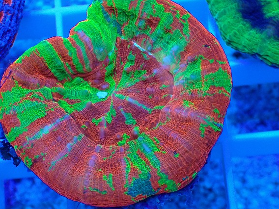 画像2: No.14 オーストラリア産 スコリミア Bleeding Apple (2)