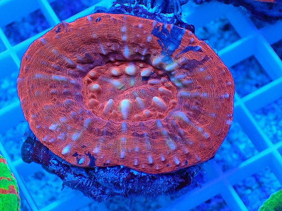 画像1: No.15 オーストラリア産 スコリミア レッド (1)