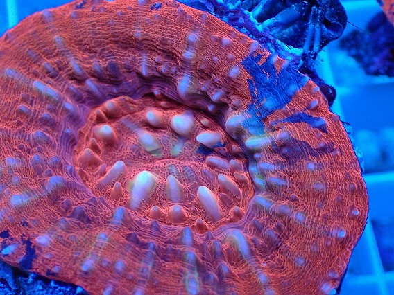 画像2: No.15 オーストラリア産 スコリミア レッド (2)