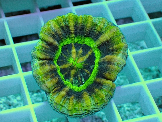 画像1: No.16 オーストラリア産 スコリミア UFO (1)