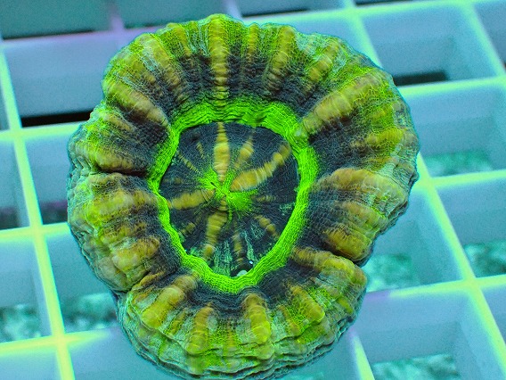 画像2: No.16 オーストラリア産 スコリミア UFO (2)