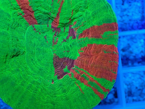 画像2: No.17 オーストラリア産 スコリミア Bleeding Apple (2)