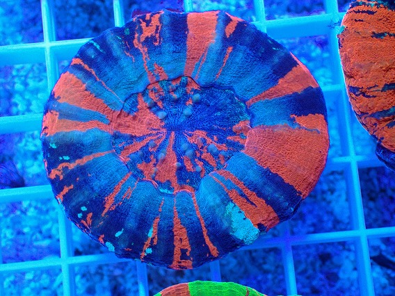 画像1: No.18 オーストラリア産 スコリミア Warpaint (1)