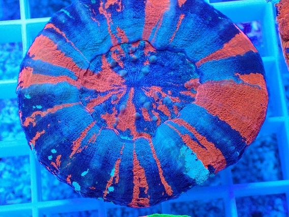 画像2: No.18 オーストラリア産 スコリミア Warpaint (2)