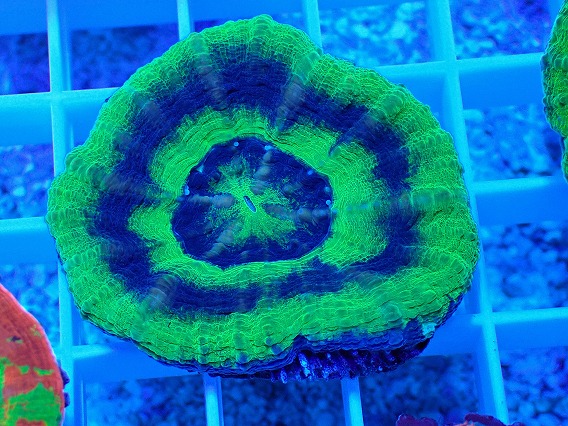 画像2: No.19 オーストラリア産 スコリミア UFO (2)