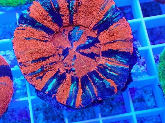 画像2: No.20 オーストラリア産 スコリミア Warpaint (2)