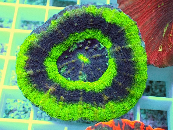 画像2: No.21 オーストラリア産 スコリミア UFO (2)