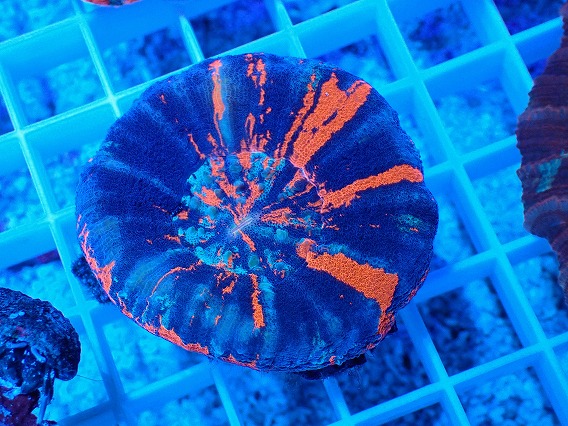 画像1: No.22 オーストラリア産 スコリミア Warpaint (1)