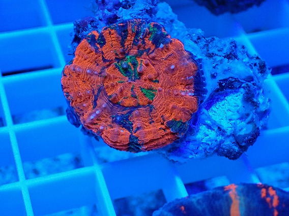 画像2: No.23 オーストラリア産 スコリミア  (2)